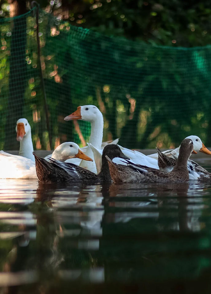 Arinaa Country Farms