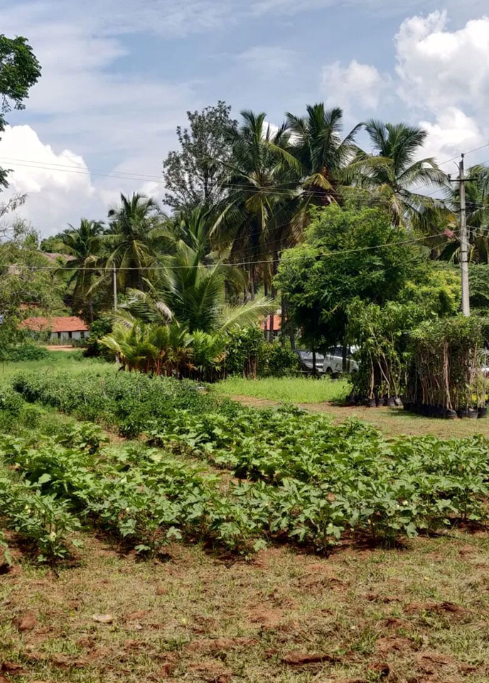 Arinaa Country Farms